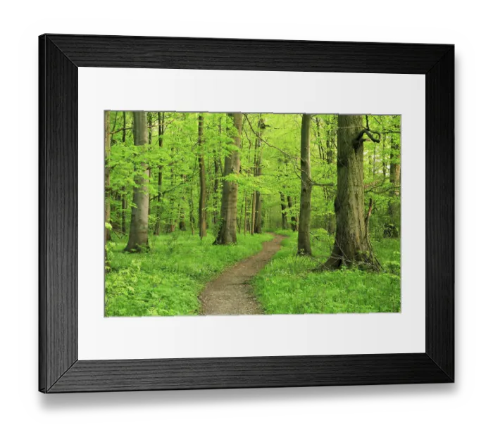 Framed Print : Hiking trail winds through semi-natural beech forest in spring