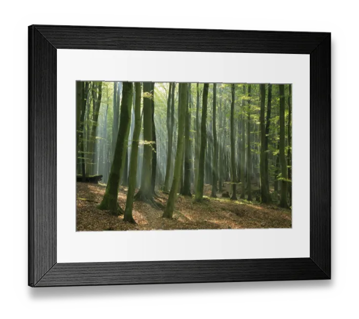 Framed Print : Beech forest in the warm light of the morning sun Framed Print : Beech forest in the warm light of the morning sun