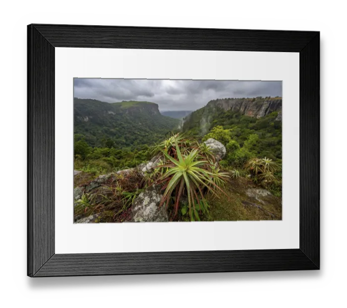 Framed Print : Krantz aloe (Aloe arborescens) growing on rocks