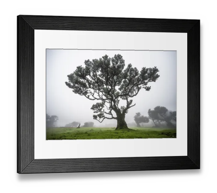 Framed Print : Laurel trees overgrown with moss and plants in the mist