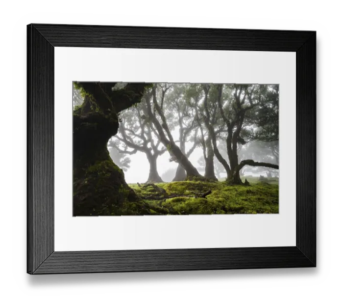 Framed Print : Laurel trees overgrown with moss and plants in the mist