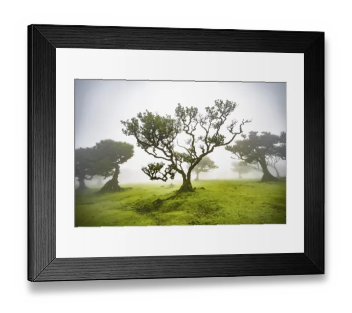 Framed Print : Laurel trees overgrown with moss and plants in the mist Framed Print : Laurel trees overgrown with moss and plants in the mist