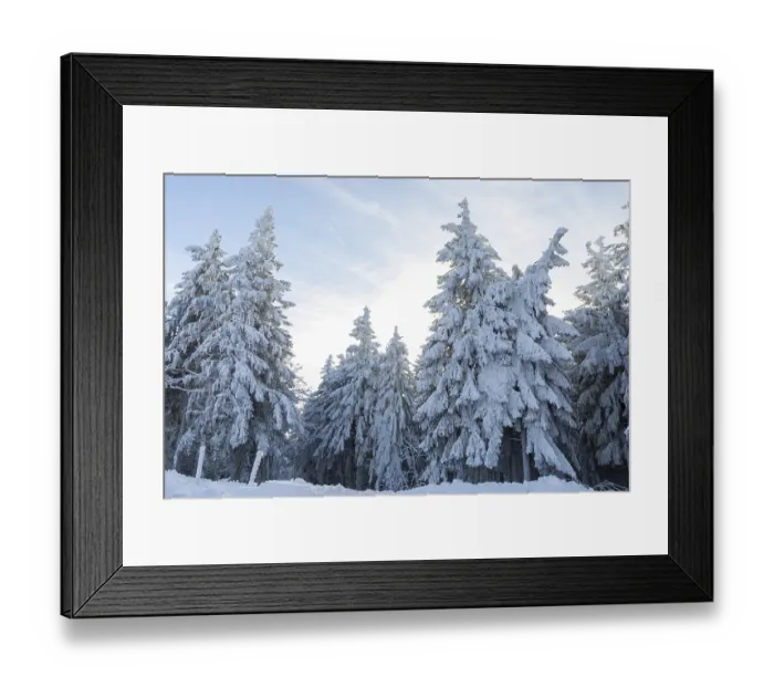 Framed Print : Conifers thickly decorated with hoarfrost and snow on the Auersberg