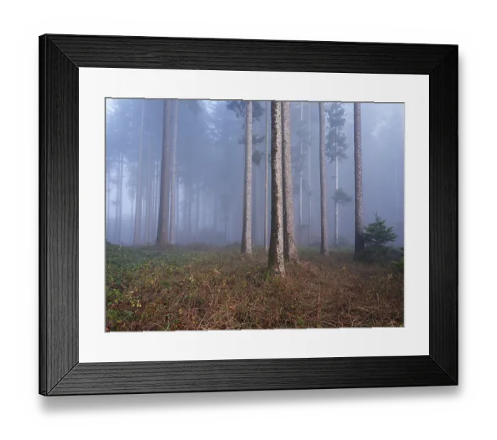 Framed Print : Coniferous forest in the fog, Horben