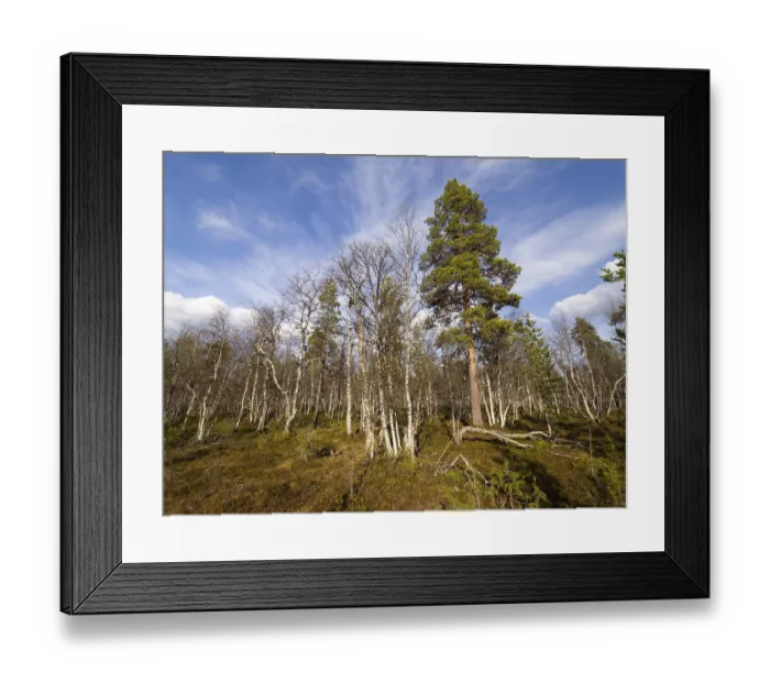 Framed Print : Heath and mixed Hairy Birch (Betula pubescens) and Pine trees (Pinus sylvestris) Framed Print : Heath and mixed Hairy Birch (Betula pubescens) and Pine trees (Pinus sylvestris)