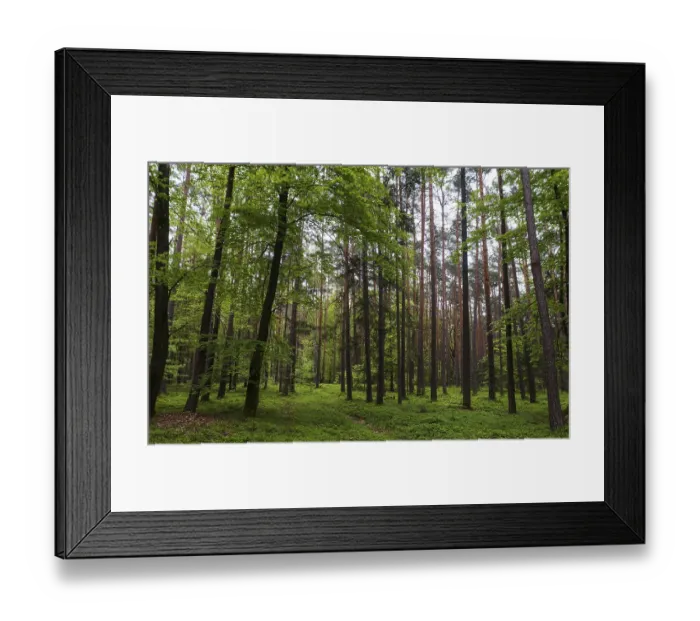 Framed Print : Forest path through a deciduous forest