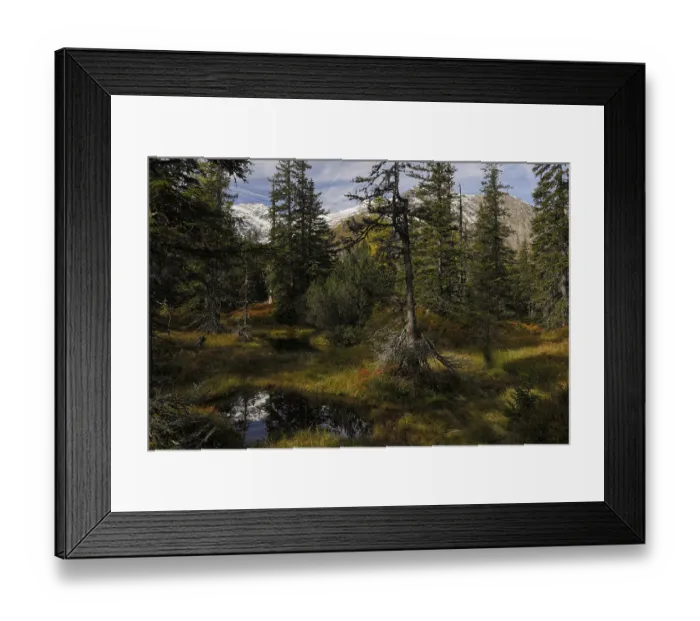 Framed Print : View of an autumnal virgin forest with small ponds