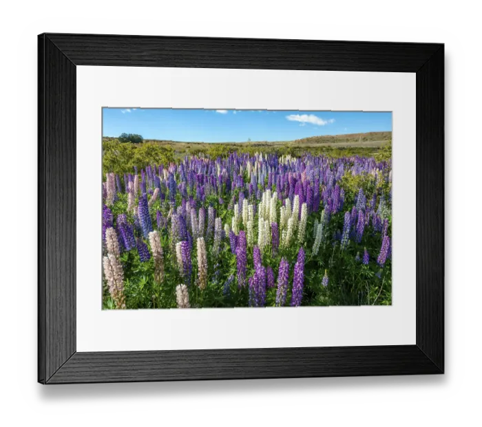 Framed Print : Purple large-leaved lupins (Lupinus polyphyllus) Framed Print : Purple large-leaved lupins (Lupinus polyphyllus)