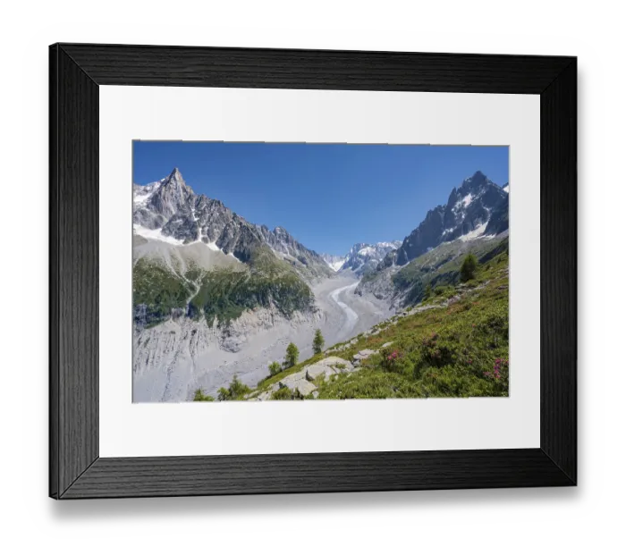Framed Print : Pink alpine roses on the mountainside