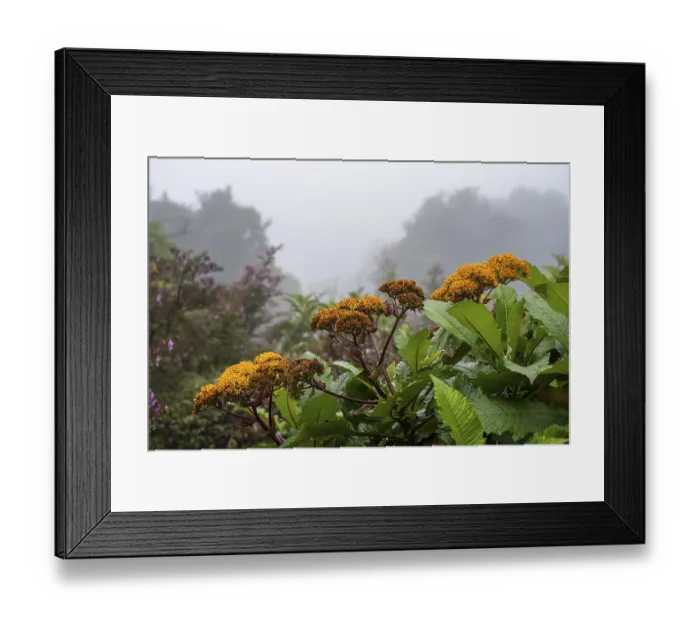 Framed Print : Yellow flowers, fog in the rainforest