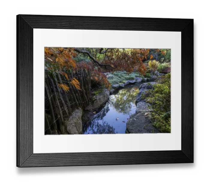 Framed Print : Plants, autumn colours, picket fence Framed Print : Plants, autumn colours, picket fence