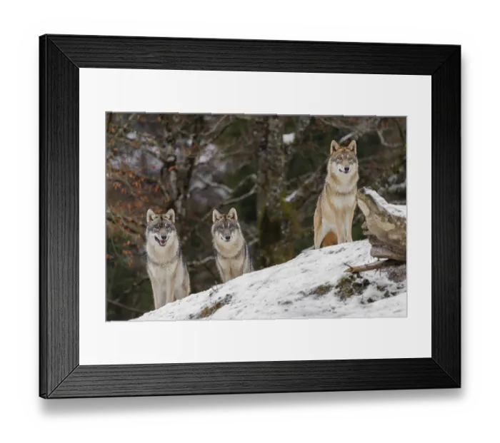 Framed Print : Three grey wolves (Canis lupus lupus) stand on a snow-covered hill behind a fallen tree on a cold Framed Print : Three grey wolves (Canis lupus lupus) stand on a snow-covered hill behind a fallen tree on a cold