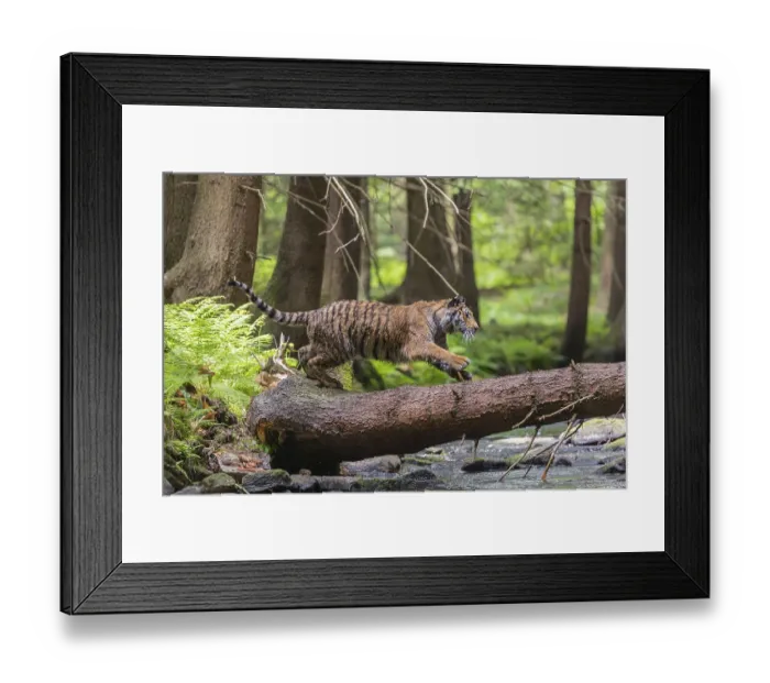 Framed Print : One young female Siberian Tiger Framed Print : One young female Siberian Tiger