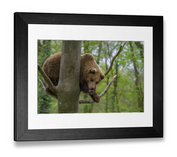 Framed Print : European brown bear (Ursus arctos) in tree licking front paw in forest Framed Print : European brown bear (Ursus arctos) in tree licking front paw in forest