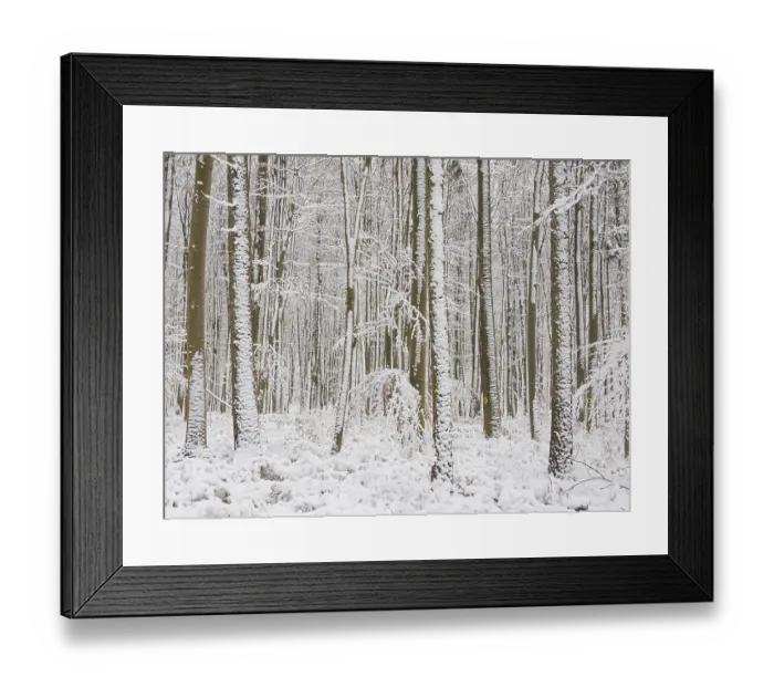 Framed Print : Beech woodland (Fagus sylvatica)