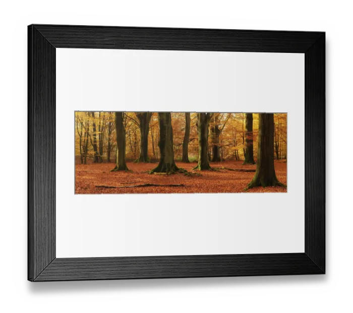 Framed Print : Panorama, huge old beech trees in the Hutewald forest in autumn in full autumn colour Framed Print : Panorama, huge old beech trees in the Hutewald forest in autumn in full autumn colour