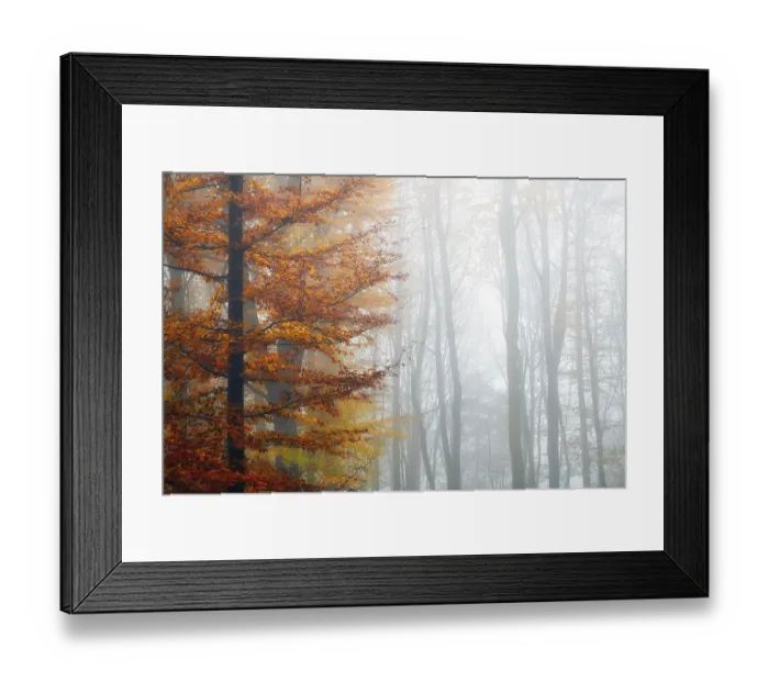 Framed Print : Single beech (Fagus sylvatica) with colourful autumn leaves