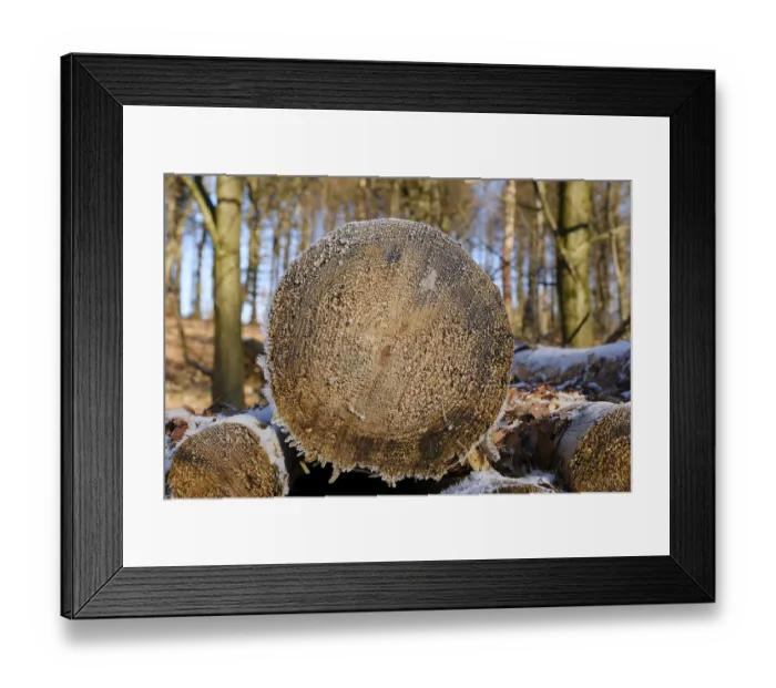 Framed Print : Felled tree trunks, cut surface with hoarfrost