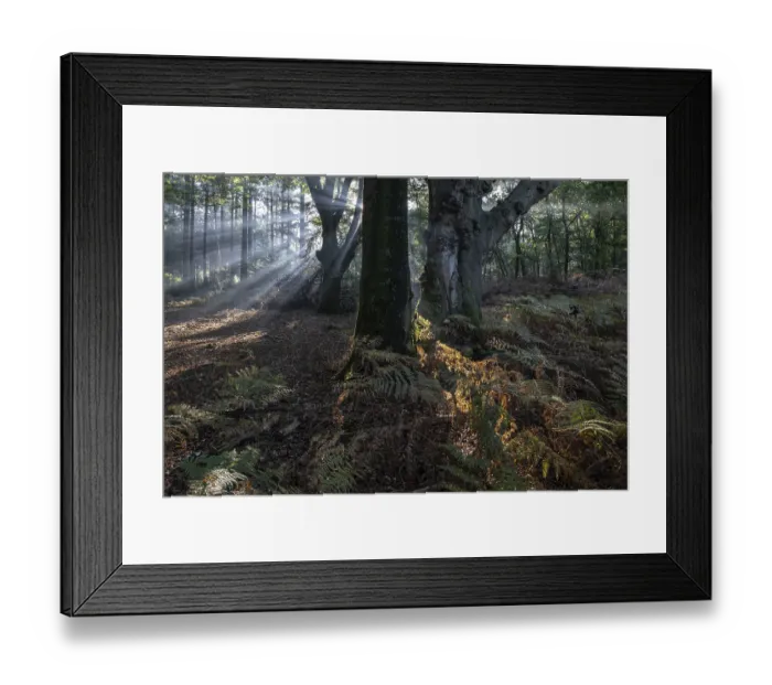 Framed Print : Light in beech forest (Fagus sylvatica) with bracken fern (Pteridium aquilinum) Framed Print : Light in beech forest (Fagus sylvatica) with bracken fern (Pteridium aquilinum)