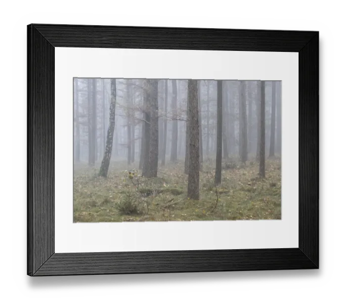 Framed Print : Fog in the larch forest (Larix decidua)