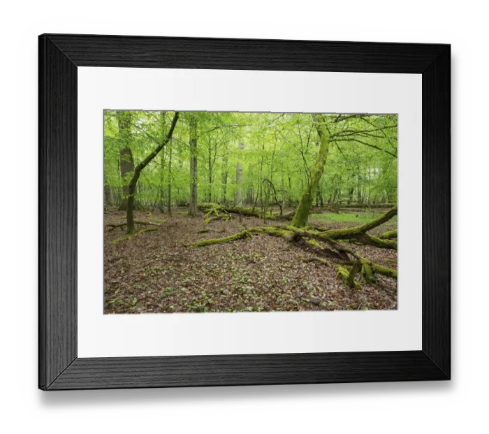Framed Print : Near-natural deciduous forest, moss-covered deadwood
