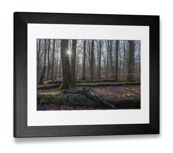 Framed Print : Deciduous forest in winter, deadwood overgrown with moss Framed Print : Deciduous forest in winter, deadwood overgrown with moss