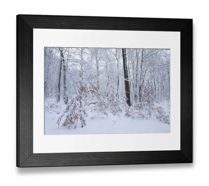 Framed Print : Snow-covered deciduous forest in winter Framed Print : Snow-covered deciduous forest in winter