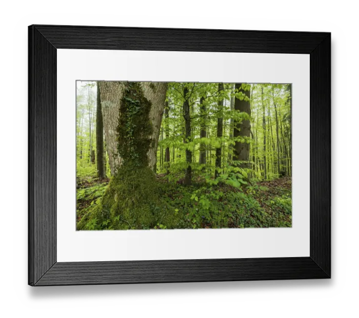 Framed Print : Trees, forest, light green leaves Framed Print : Trees, forest, light green leaves