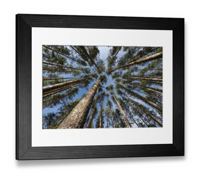 Framed Print : Treetops, Forest, Isojaervi National Park Framed Print : Treetops, Forest, Isojaervi National Park