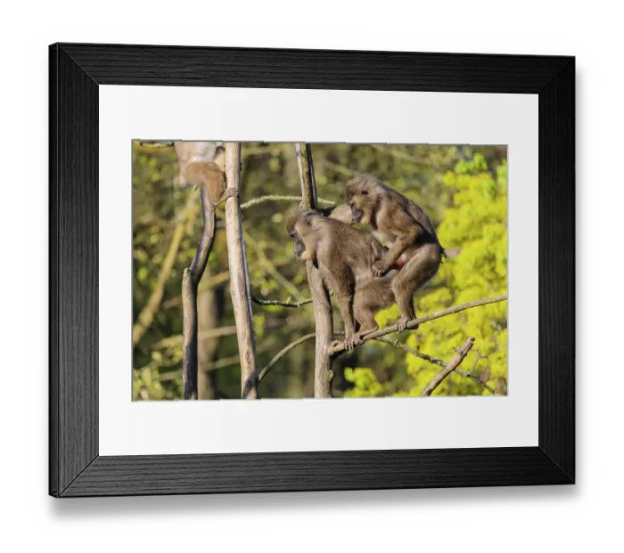 Framed Print : Two Drills (Mandrillus leucophaeus) mating high up in a tree Framed Print : Two Drills (Mandrillus leucophaeus) mating high up in a tree