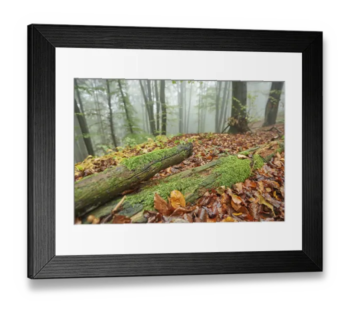 Framed Print : Landscape of a foggy forest in autumn Framed Print : Landscape of a foggy forest in autumn