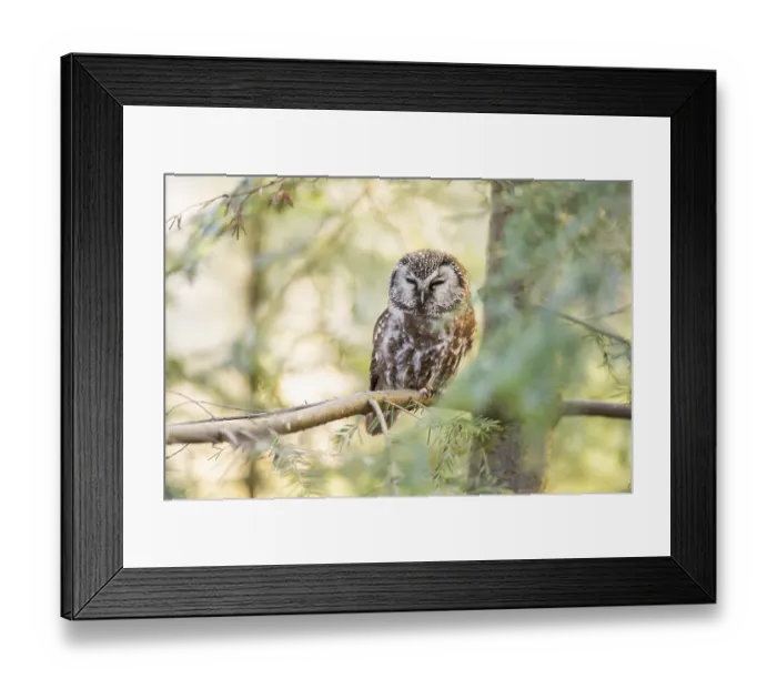 Framed Print : Boreal owl (Aegolius funereus) sitting in a tree in winter
