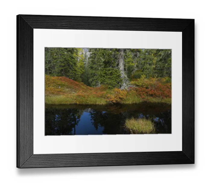 Framed Print : View of an autumnal virgin forest with small ponds