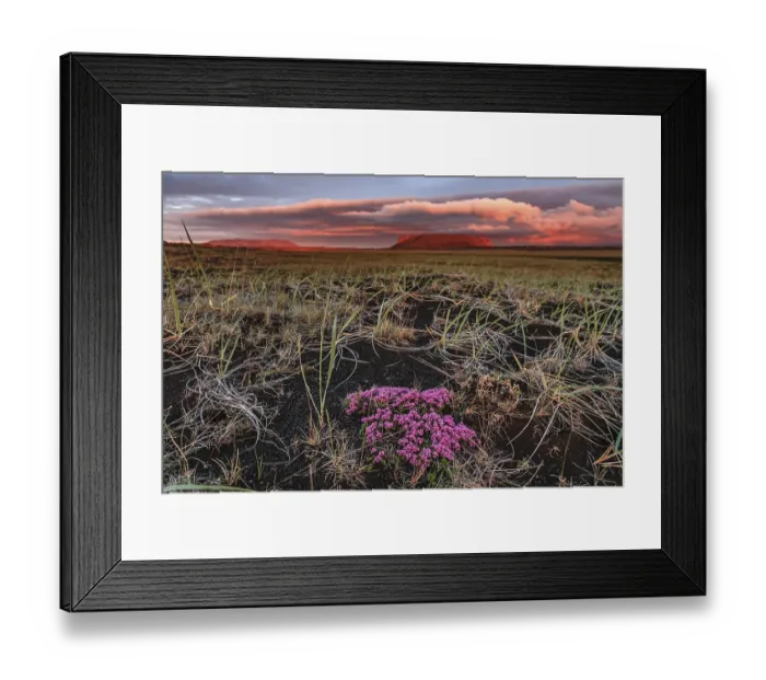 Framed Print : Small pink flowers in a lava field Framed Print : Small pink flowers in a lava field
