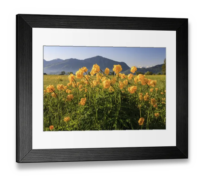 Framed Print : Troll flowers (Trollius europaeus)