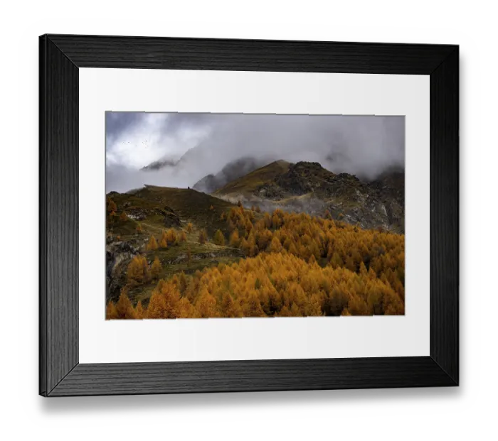 Framed Print : Autumn larch (Larix) forest in mountain landscape