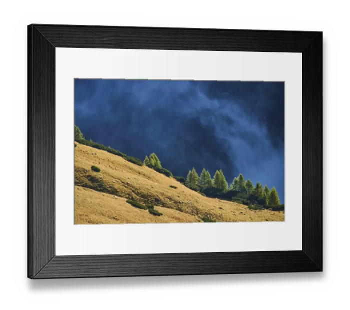 Framed Print : European larch (Larix decidua) trees in the mountains at Hochalpenstrasse
