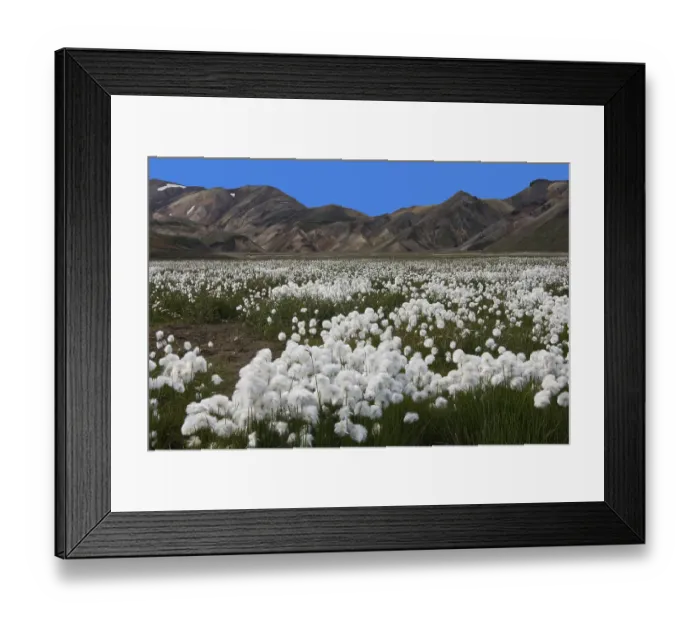 Framed Print : Cottongrass (Eriophorum) meadow and rhyolite mountains