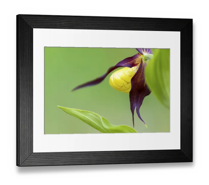 Framed Print : Red-brown lady's slipper (Cypripedium calceolus) Framed Print : Red-brown lady's slipper (Cypripedium calceolus)