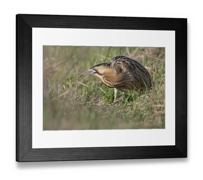 Framed Print : Eurasian Bittern (Botaurus stellaris) male Framed Print : Eurasian Bittern (Botaurus stellaris) male