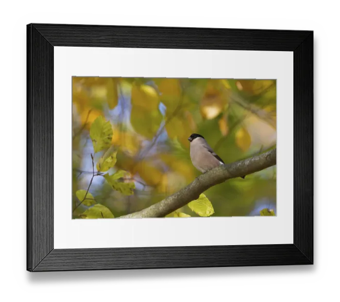 Framed Print : Northern Bullfinch - Gimpel - Pyrrhula pyrrhula pyrrhula Framed Print : Northern Bullfinch - Gimpel - Pyrrhula pyrrhula pyrrhula