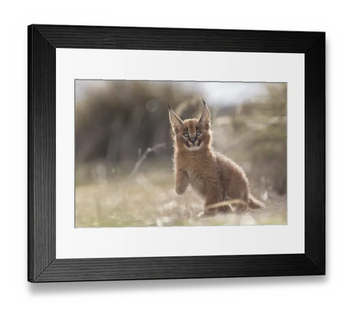 Framed Print : Caracal (Caracal caracal) cub playing in backlight