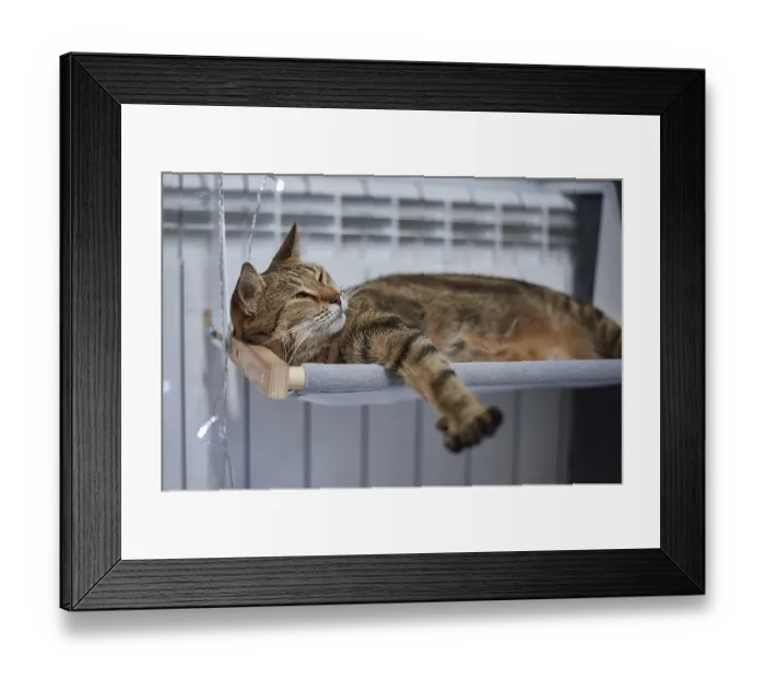 Framed Print : Image of a purebred Bengal cat lying on a hammock attached to a heater Framed Print : Image of a purebred Bengal cat lying on a hammock attached to a heater