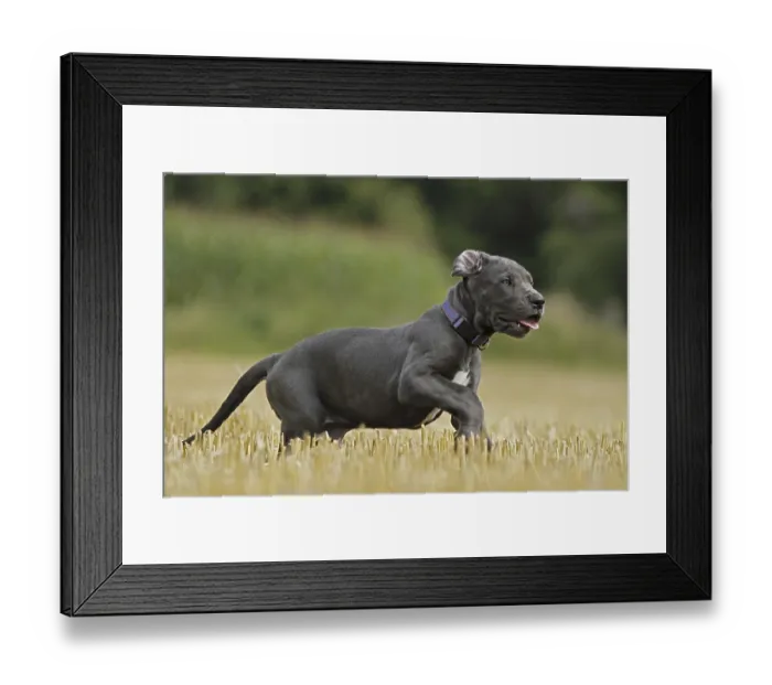 Framed Print : Great Dane Framed Print : Great Dane