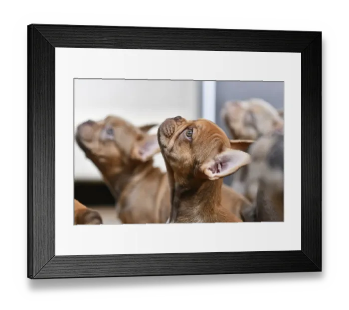 Framed Print : Isabella Sable French Bulldog dog puppy