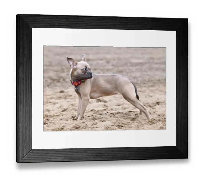 Framed Print : Healthy CDDY gene free French Bulldog dog with very long nose and tail Framed Print : Healthy CDDY gene free French Bulldog dog with very long nose and tail