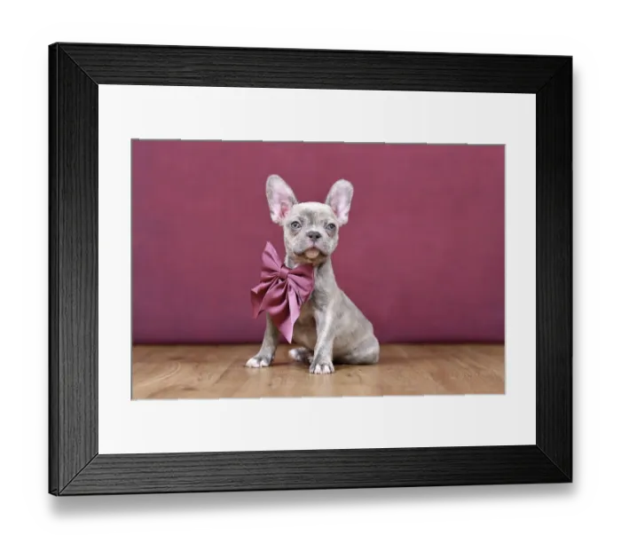 Framed Print : Young Lilac Brindle French Bulldog dog puppy with healthy long nose and ribbon in front of studio background