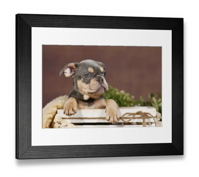 Framed Print : Cute Lilac tan French Bulldog dog puppy in front of brown background