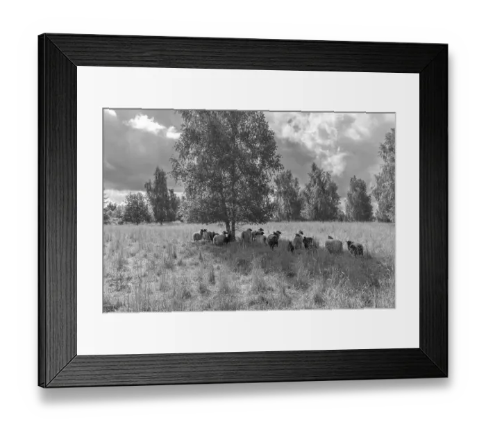 Framed Print : Heidschnucken grazing a nature reserve Framed Print : Heidschnucken grazing a nature reserve