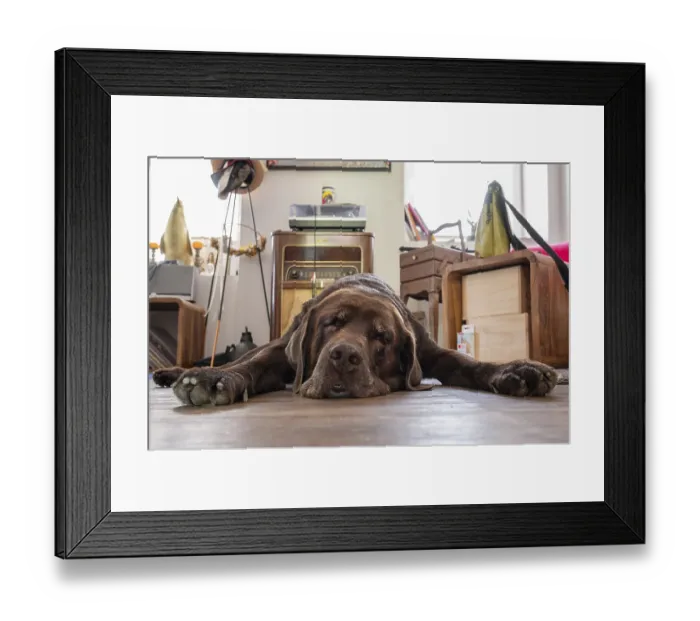 Framed Print : Tired dog, Labrador breed, lying flat on the floor in the living room